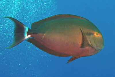 Acanthurus_gahhm_002_XL_k