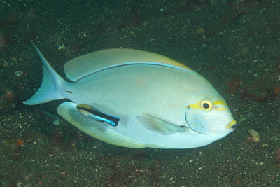 Acanthurus_mata_305_XL_k