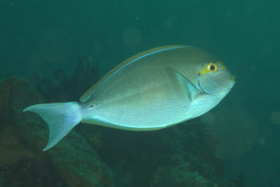 Acanthurus_mata_306_XL_k