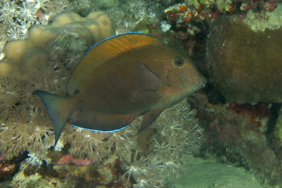 Acanthurus_nigrofuscus_001_XL_k