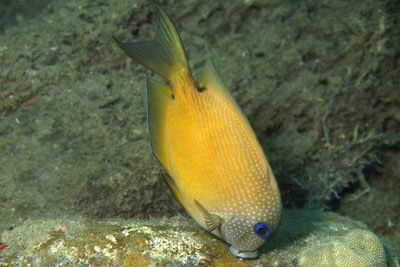 Acanthurus_nigrufucus_juv_502_XL_k