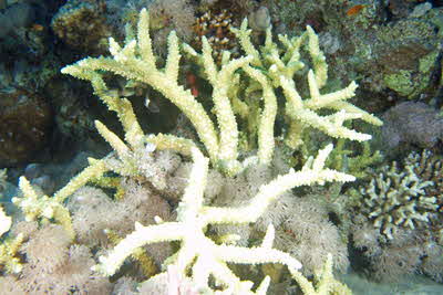 Acropora_hemprichii_006_XL_k