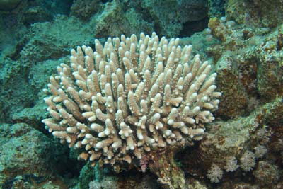 Acropora_humilis_003_XL_k