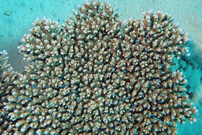 Acropora_microclados_003_XL_k