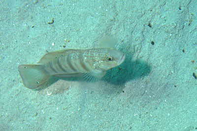 Amblygobius_albimaculatus_001_XL_k