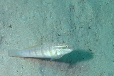 Amblygobius_albimaculatus_003_XL_k