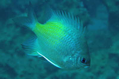 Amblyphidodon_flavilatus_001_XL_k