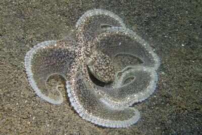 Amphioctopus_marginatus_321_XL_k