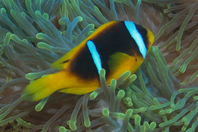 Amphiprion_bicinctus_083_XL_k