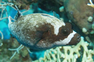 Arothron_diadematus_003_XL_k