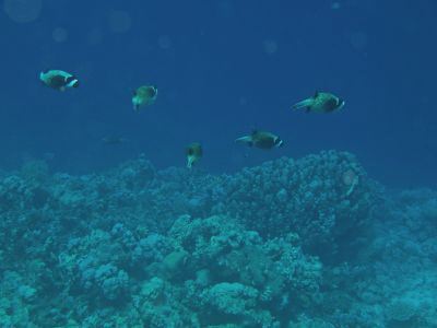 Arothron_diadematus_034_XL_k