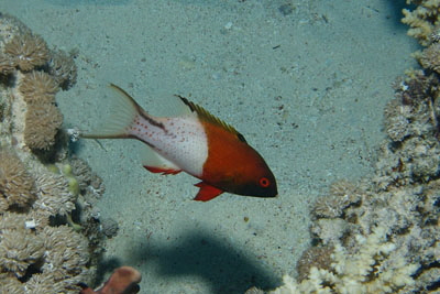 Bodianus_anthioides_002_XL_k