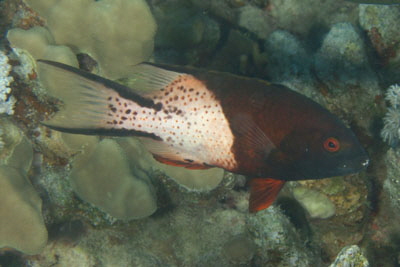 Bodianus_anthioides_017_XL_k