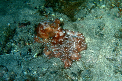 Callistoctopus_macropus _903_XL_k