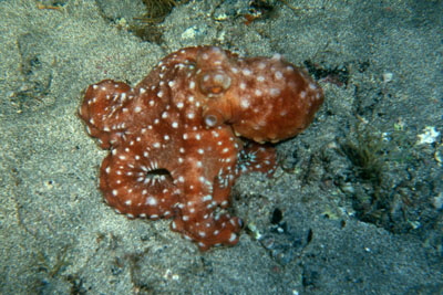 Callistoctopus_macropus _911_XL_k