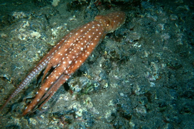 Callistoctopus_macropus _912_XL_k