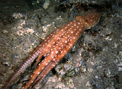 Callistoctopus_macropus_901_XL_k