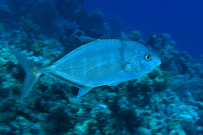 Carangoides_fulvoguttatus_001_XL_k