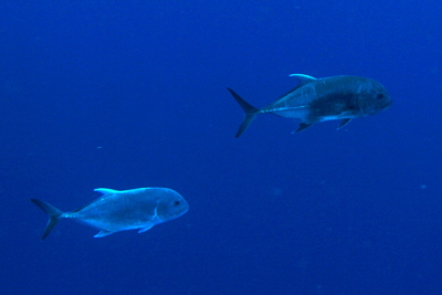 Caranx_ignobilis_001_XL_k