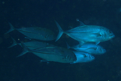 Caranx_sexfasciatus_001_XL_k Caranx_sexfasciatus_001_XL_k