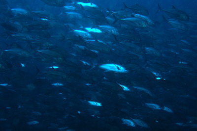 Caranx_sexfasciatus_501_XL_k Caranx_sexfasciatus_501_XL_k