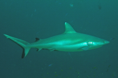 Carcharhinus_amblyrhynchos_034_XL_k