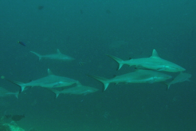 Carcharhinus_amblyrhynchos_056_XL_k