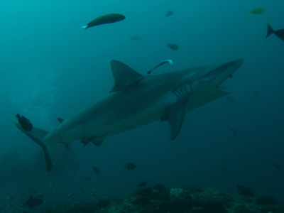 Carcharhinus_amblyrhynchos_114B_XL_k