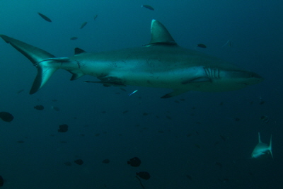 Carcharhinus_amblyrhynchos_119_XL_k