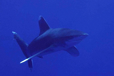 Carcharhinus_longimanus_908_XXL_k