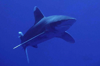 Carcharhinus_longimanus_909_XXL_k