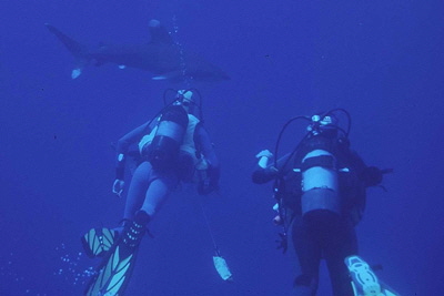 Carcharhinus_longimanus_910_XXL_k