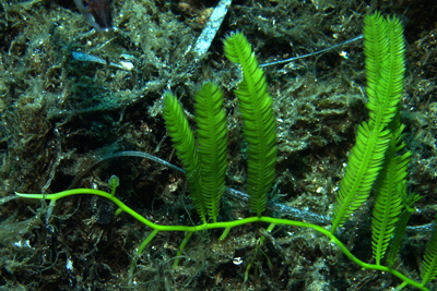 Caulerpa_taxifolia_005_XL_k