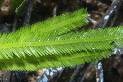 Caulerpa_taxifolia_019_XL_k