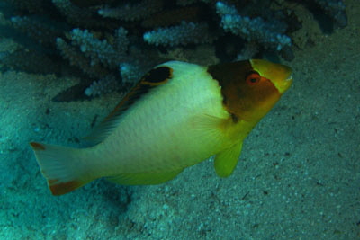 Cetoscarus_bicolor_juv_003_XL_k