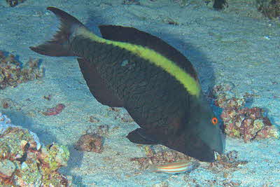 Cetoscarus_bicolor_w_012_XL_k