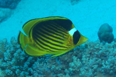 Chaetodon_fasciatus_005_XL_k