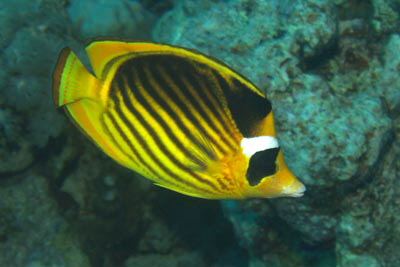 Chaetodon_fasciatus_008_XL_k