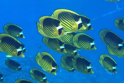 Chaetodon_fasciatus_Schwarm_020_XL_k