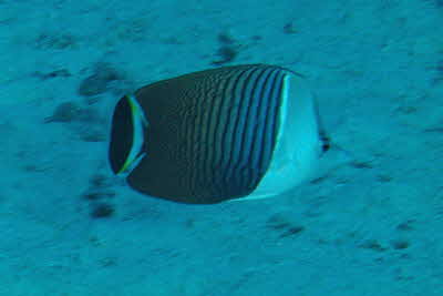 Chaetodon_mesoleucos_001_XL_k