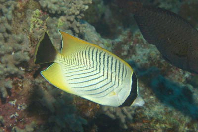 Chaetodon_trifascialis_005_XL_k