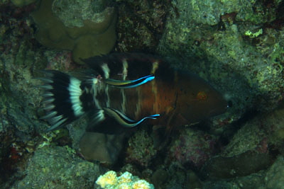 Cheilinus_fasciatus_020_XL_k