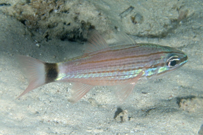 Cheilodipterus_arabicus_005_XL_k