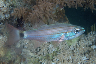 Cheilodipterus_arabicus_007_XL_k