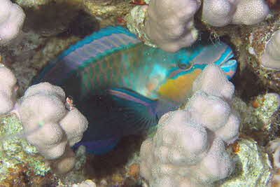 Chlorurus_sordidus_m_nacht_001_XL_k