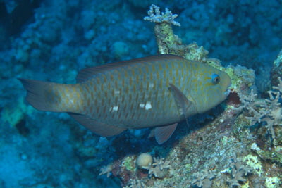 Chlorurus_sordidus_w_004_XL_k