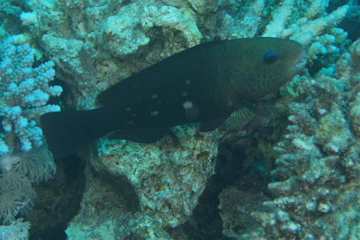 Chlorurus_sordidus_w_007_XL_k