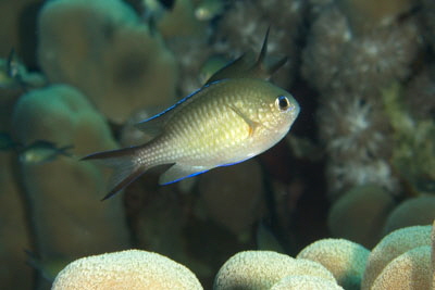 Chromis_flavaxilla_013_XL_k