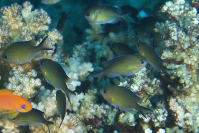 Chromis_flavaxilla_016_XL_k