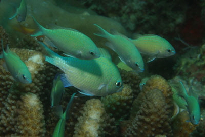 Chromis_viridis_007_XL_k